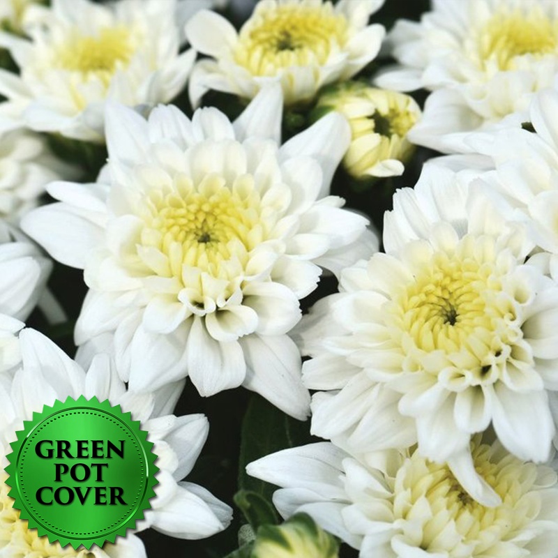 Mums White (8 per case) w/ Green Pot Cover