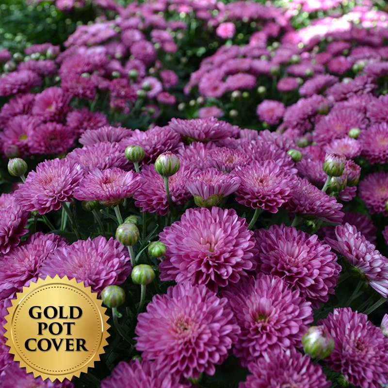 Mums Lavender (8 per case) w/ Gold Pot Cover