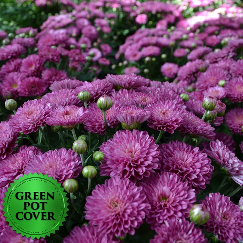 Mums Lavender (8 per case) w/ Green Pot Cover