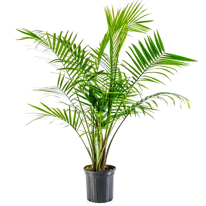 Potted Palm - 12" (4-5' tall)