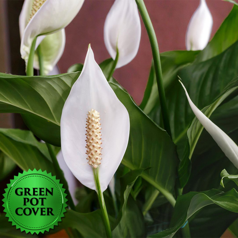 Peace Lily 8" w/ Green Pot Cover (each)