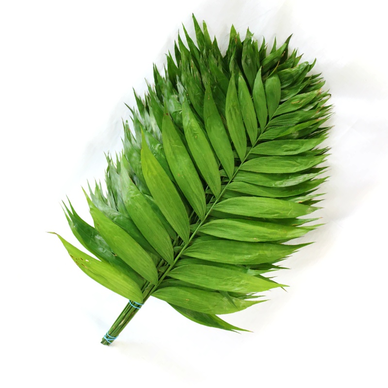 Cut Greens - Emerald Palm