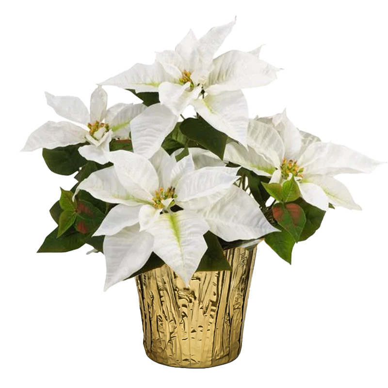 Poinsettia White 4/5" (15 per case) w/ Gold Pot Cover