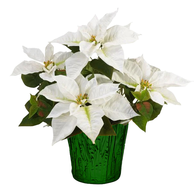 Poinsettia White 6" (8 per case) w/ Green Pot Cover