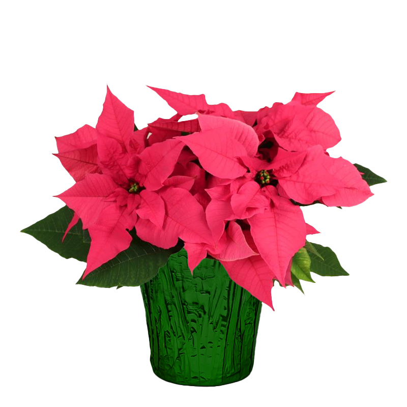 Poinsettia Pink 6" (8 per case) w/ Green Pot Cover
