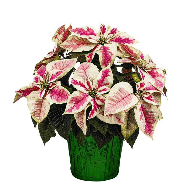 Poinsettia Marble 6" (8 per case) w/ Green Pot Cover