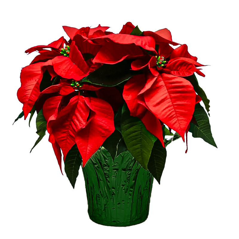 Poinsettia Red 7" (6 per case) w/ Green Pot Cover