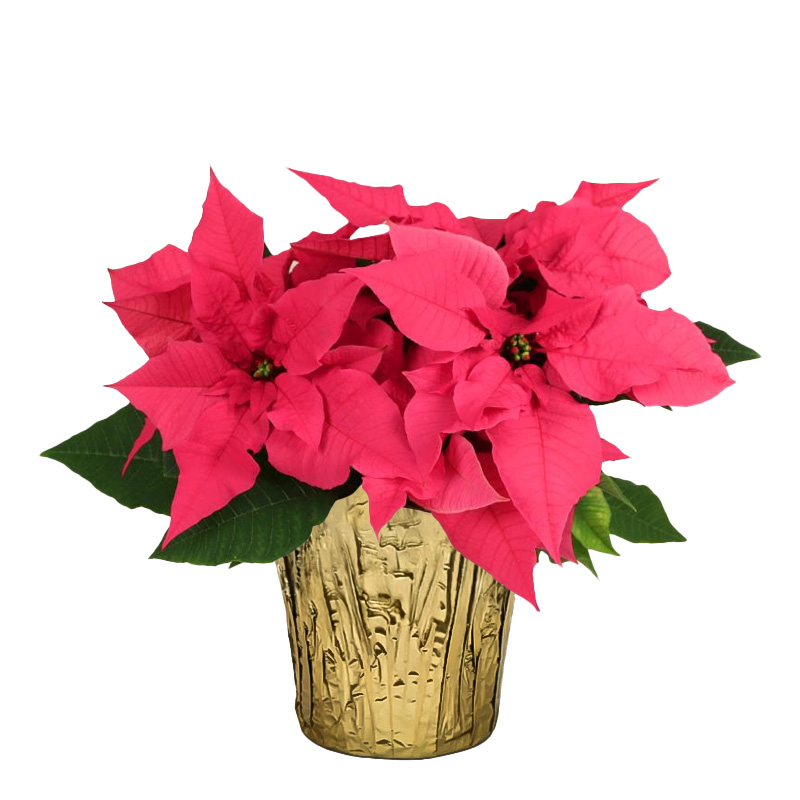 Poinsettia Pink 7" (6 per case) w/ Gold Pot Cover