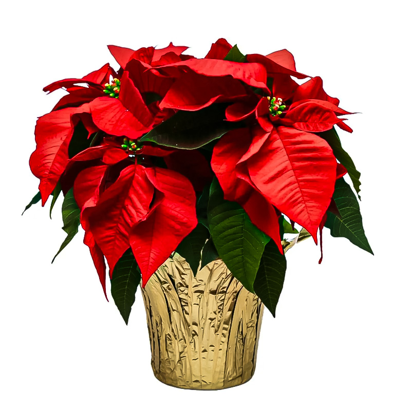 Poinsettia Red 10" (4 per case) w/ Gold Pot Cover