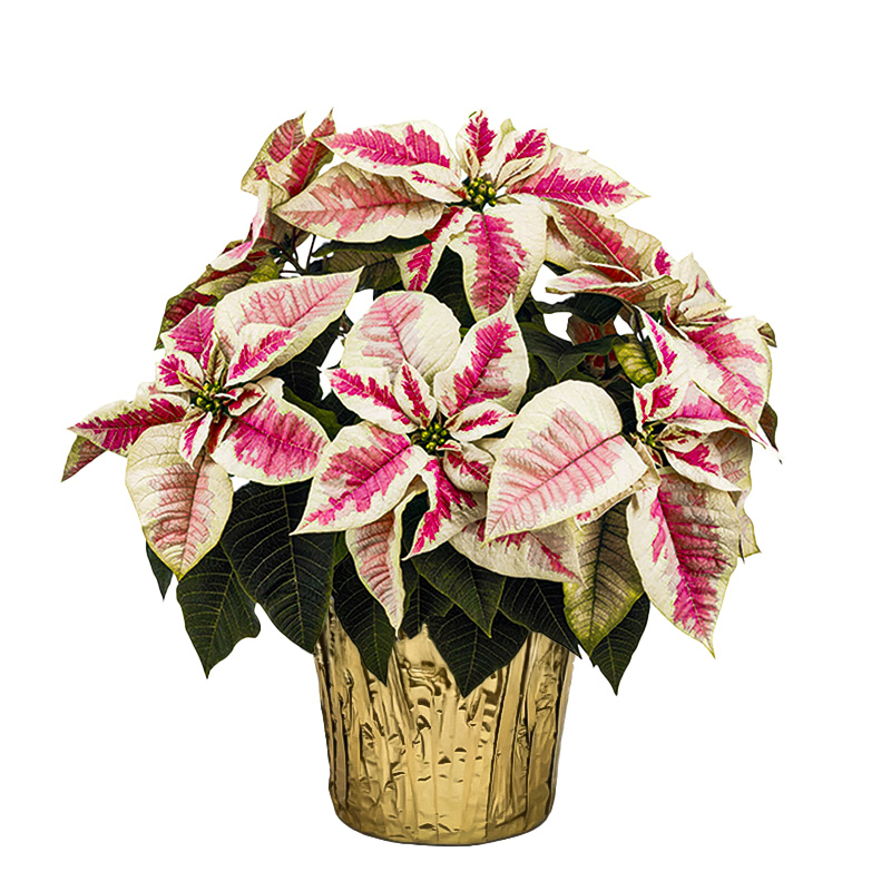 Poinsettia Marble 10" (4 per case) w/ Gold Pot Cover