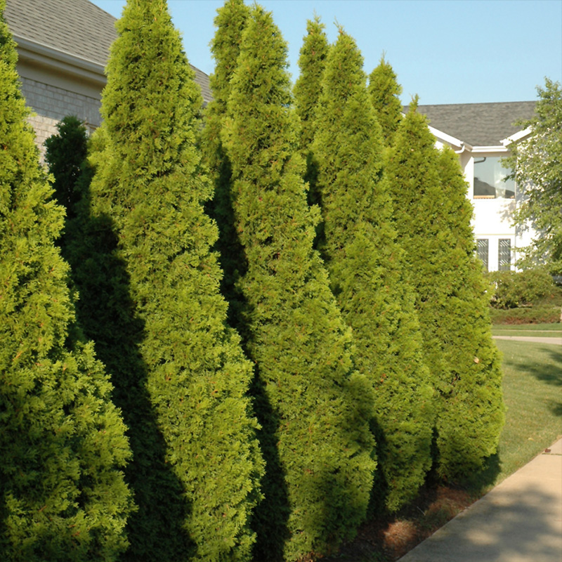 THUJA OCC 'EMERALD GREEN' 3G
