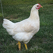 Amberlink Chick