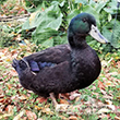 Cayuga Duckling