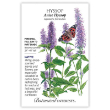 HYSSOP ANISE