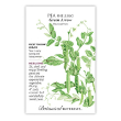 PEA SHELLING GREEN ARROW