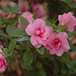 Rhododendron 'Rosebud'