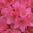 Rhododendron 'Tradition'