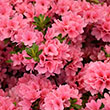 Rhododendron Kurume 'Coral Bells'