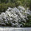 AZALEA DELAWARE VALLEY WHITE 3G