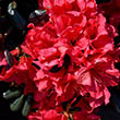 Rhododendron 'Johanna'