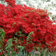 AZALEA STEWARTSTONIAN 5G