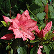 Rhododendron 'Renee Michelle'