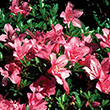 AZALEA MACRANTHA PINK 3G