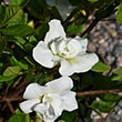 Rhododendron 'Hardy Gardenia'