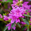 Rhododendron Yedoense var. Poukhanense 'Compacta'