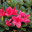 Rhododendron 'Conler'
