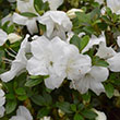 Rhododendron 'Robleg'