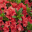 Rhododendron 'Roblen'