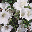 Rhododendron 'Robler'