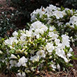 Rhododendron x 'RLH1-15P3' PP24750