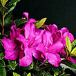 Rhododendron x 'RLH1-13P11'