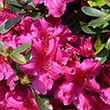 AZALEA GIRARDS FUCHSIA 3G