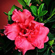 Rhododendron x 'RLH1-6P4' PP24495