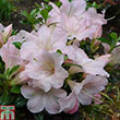 Rhododendron 'Sir Roberts'