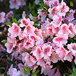 Rhododendron ?Robled? PP15862