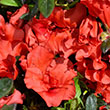 AZALEA AUTUMN EMBERS (CONLEB) 3G
