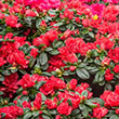Rhododendron x 'Robleza' PPAF