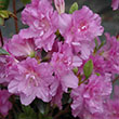Rhododendron 'Elsie Lee'