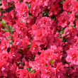 AZALEA GIRARD'S CHRISTINA 5G