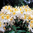 AZALEA EXBURY N  HIGHLIGHTS