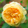 ROSA 'TEASING GEORGIA' 7G TRELL