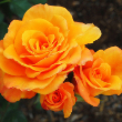 ROSA 'CHRIS EVERT' 3G