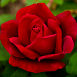 ROSA 'CHRYSLER IMPERIAL' 3G