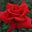 ROSA 'GRANDE AMORE ELEGANZA' 3G