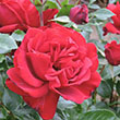 ROSA 'DESMOND TUTU' 3G