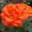 ROSA 'GINGERSNAP' 3G